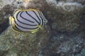 Scrawled butterflyfish Chaetodon meyeri Royalty Free Stock Photo